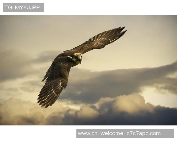 泰来之鹰对决马纳瓦喷射机精彩直播全程回顾与分析